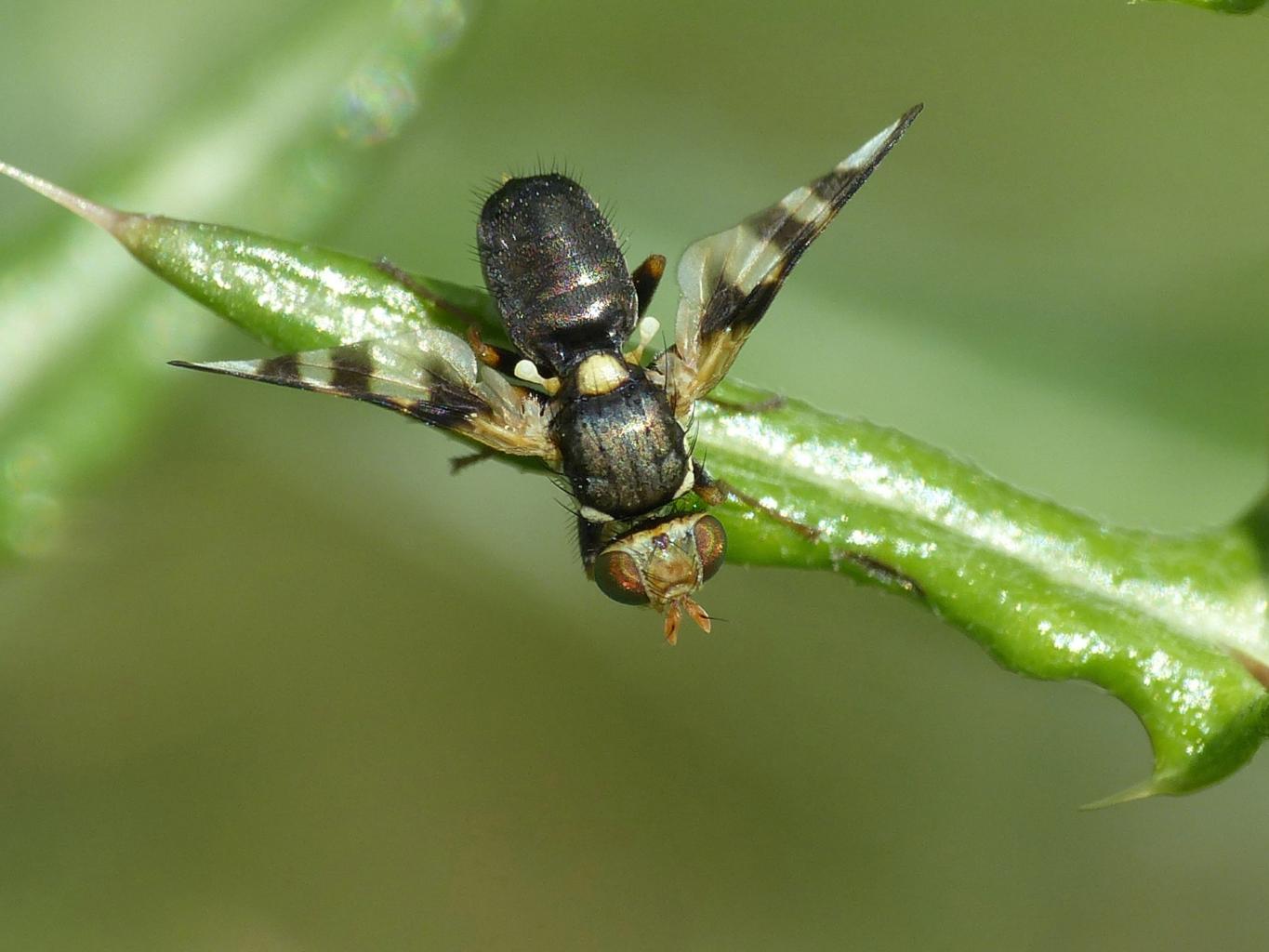 Euleia heraclei? No. Urophora cfr solstitialis